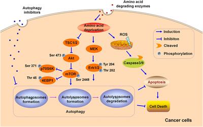 Amino Acid Degrading Enzymes and Autophagy in Cancer Therapy